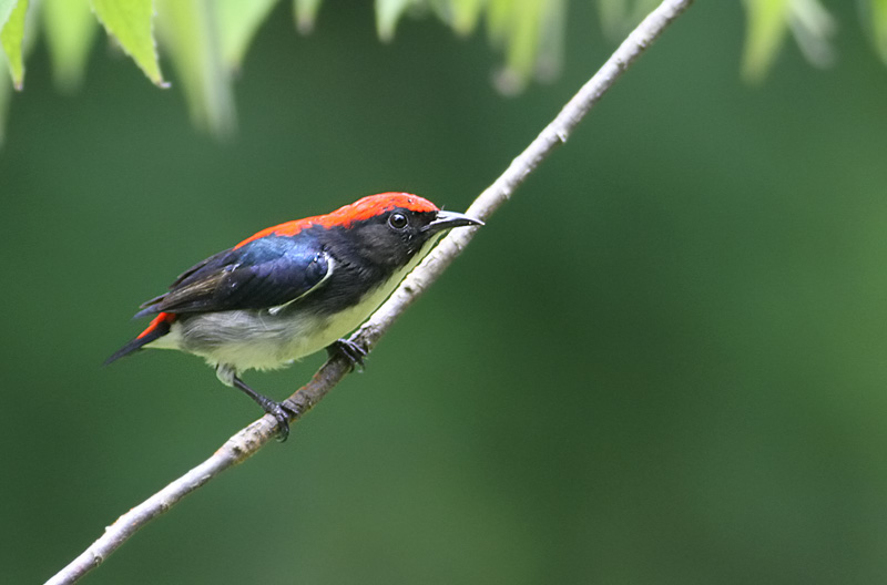 Scarlet-backed Flowerpecker, 