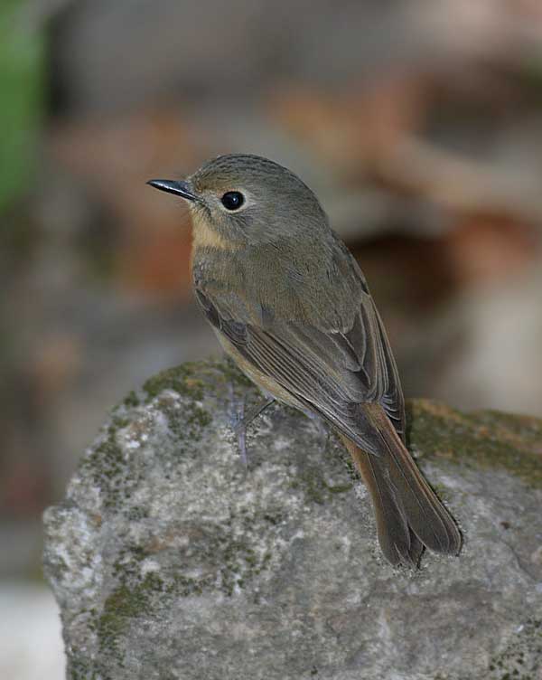 Blue throat Flycatcher, female