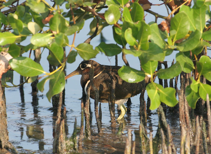 Greater Painted Snipe, female