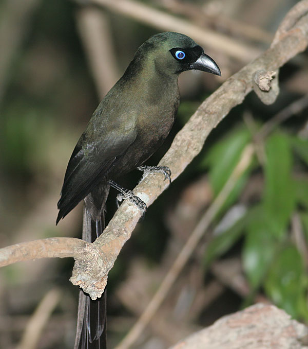 Racket-tailed Treepie