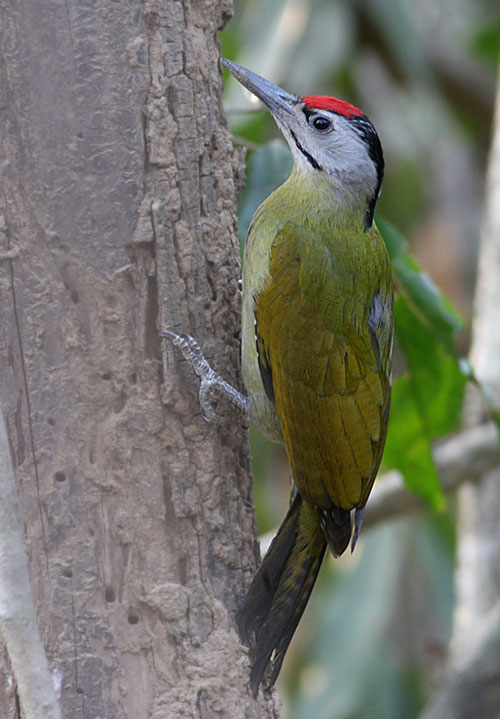 Grey-headed Woodpecker, male