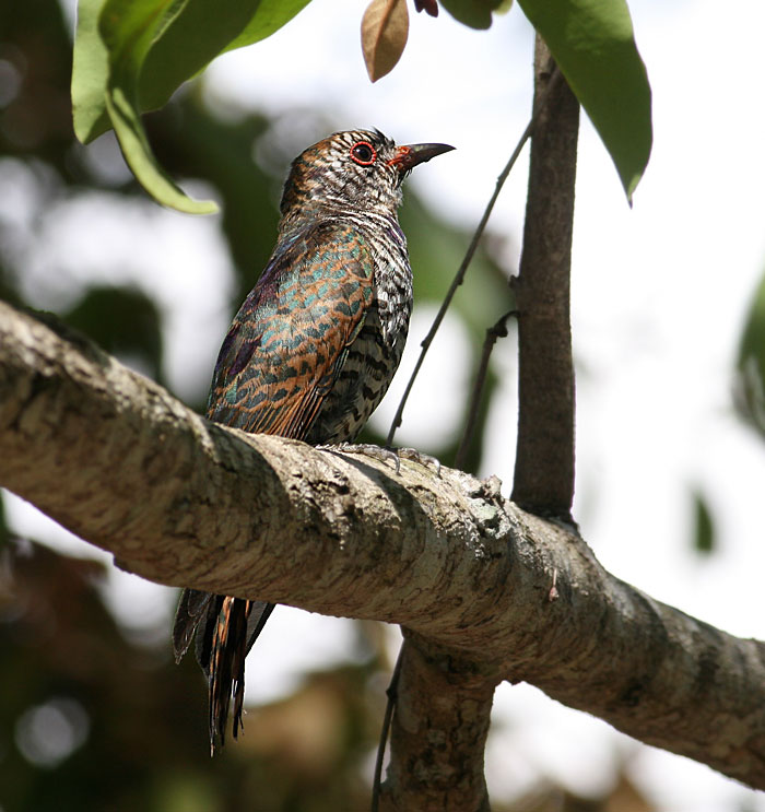 Violet Cuckoo, juvenile