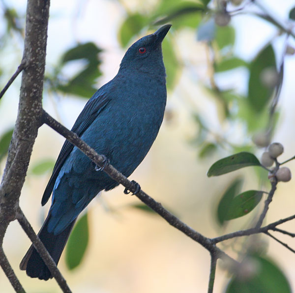 Asian Bluebird, female