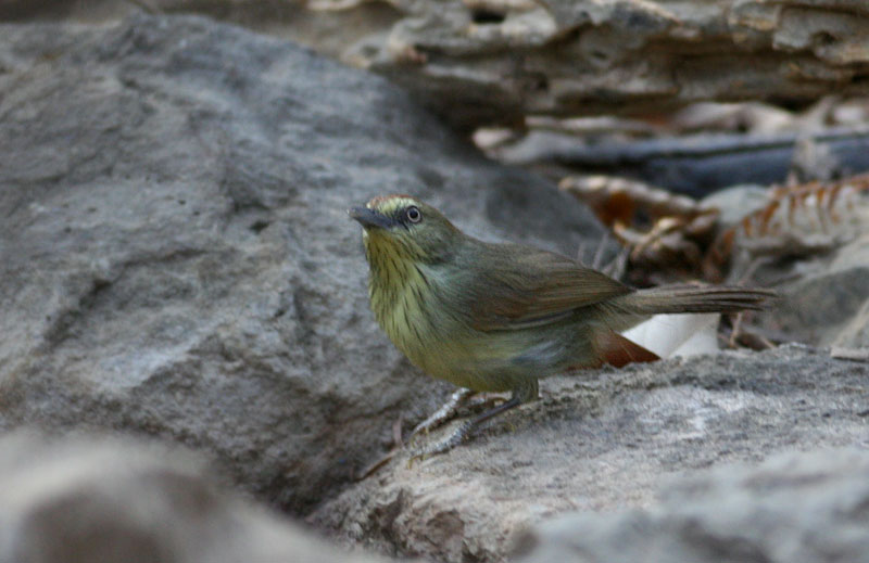 Striped Tit Babbler