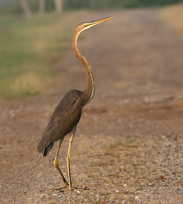 Purple Heron, juvenile