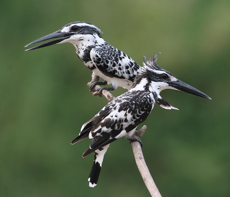 Pied Kingfishers