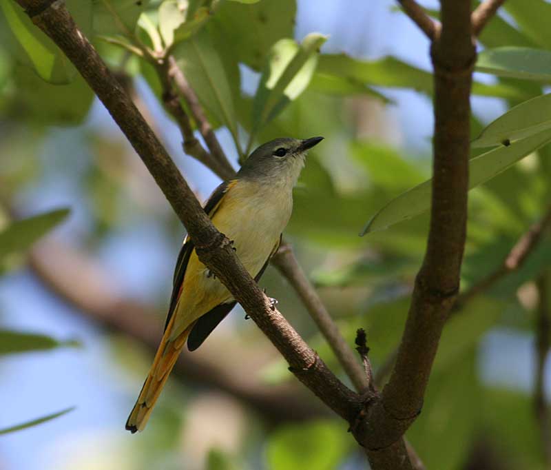 Small Minivet