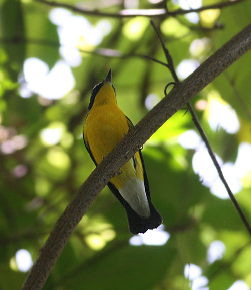 Yellow-rumped Flycatcher