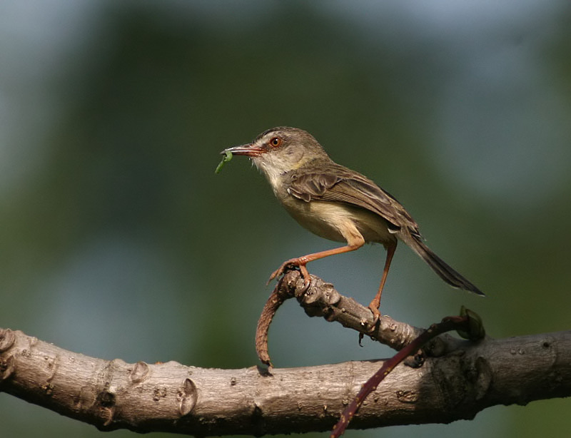 Plain Prinia