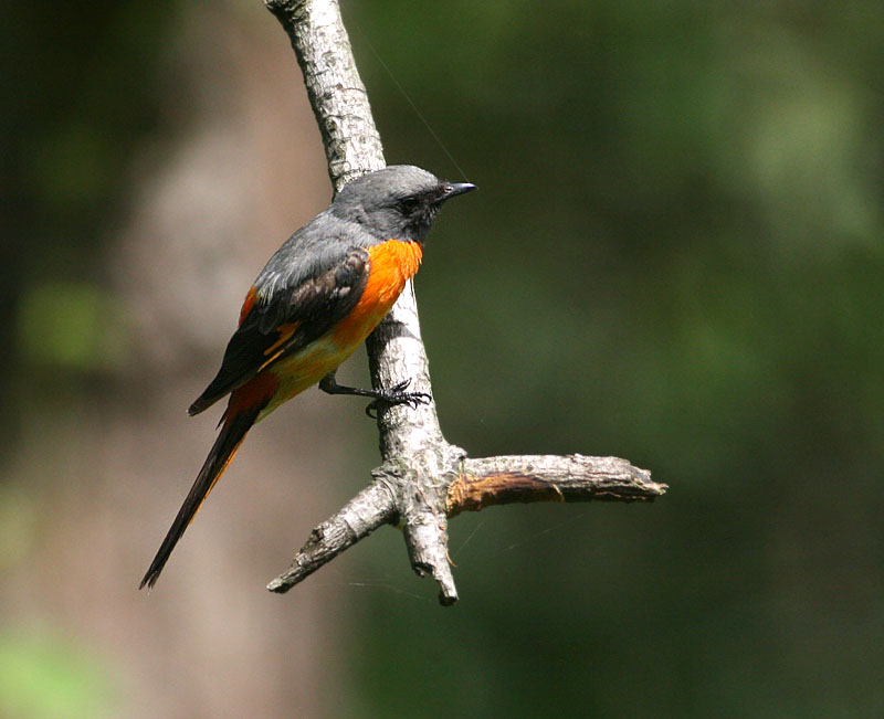 Small Minivet