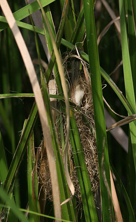 nest with top entrance