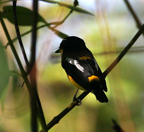 Yellow-rumped Flycatcher