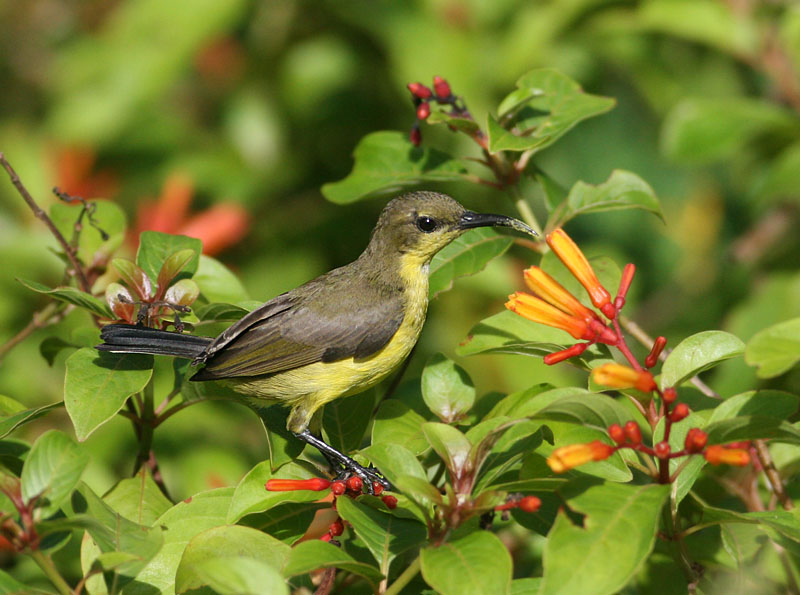 Olive-backed Sunbird