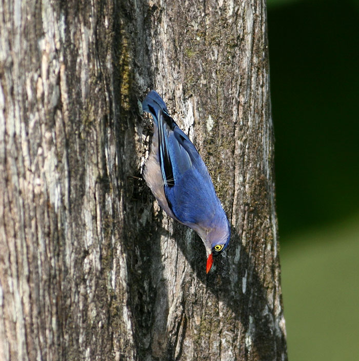 Velvet-fronted Nuthatch