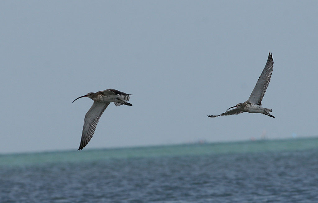Eurasian Curlews