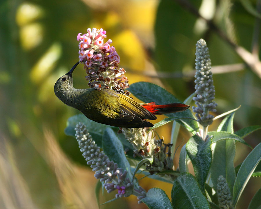 Fire-tailed Sunbird