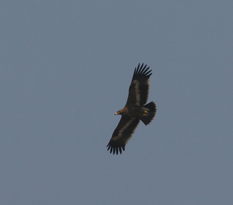 Steppe Eagle (Aquila nipalenses)