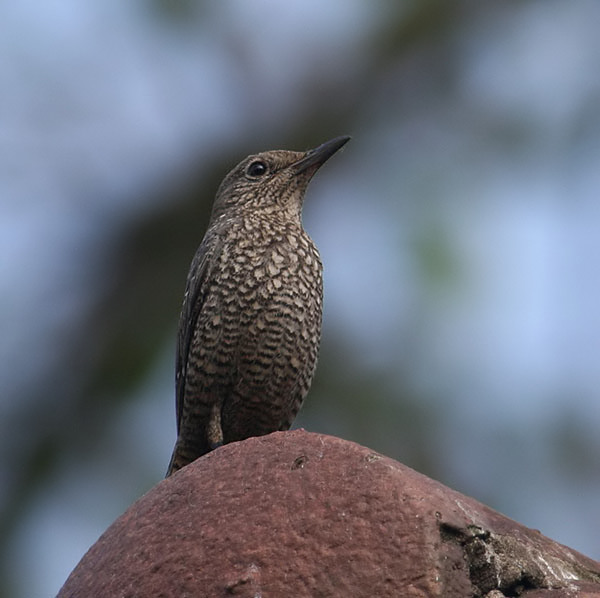 Blue Rock Thrush