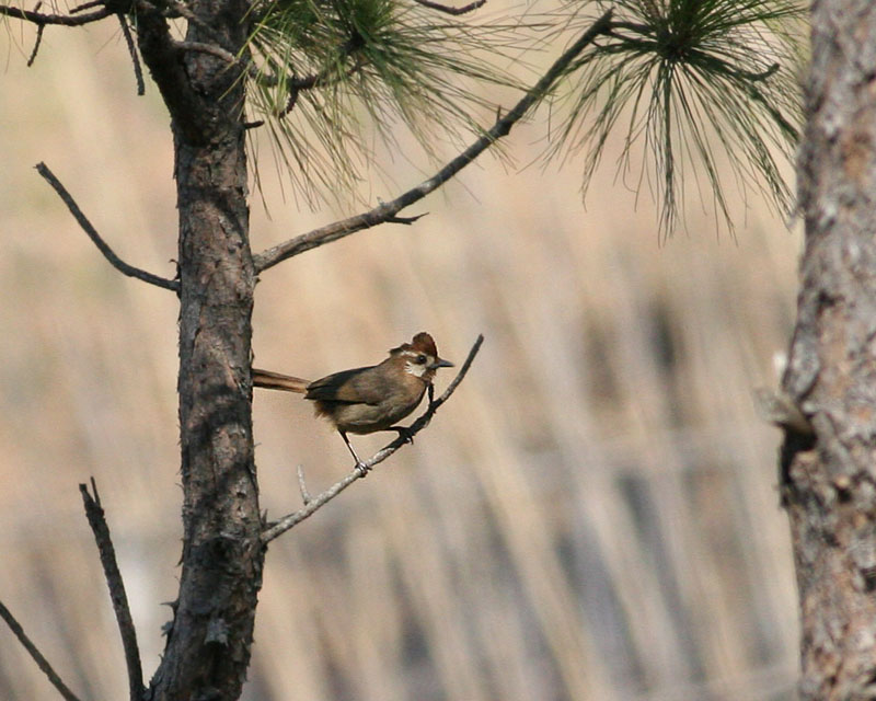 White-browed Laughingthrush