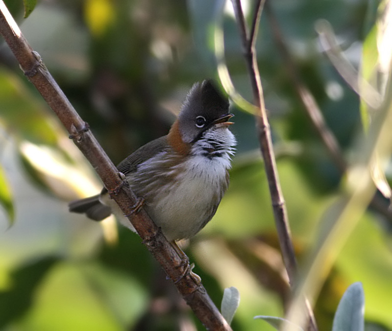 Whiskered Yuhina