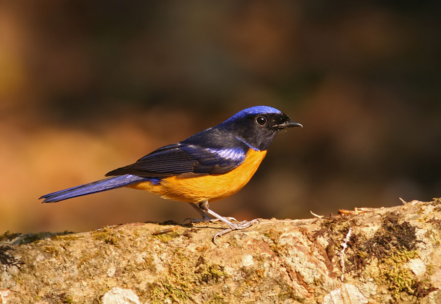 Rufous-bellied Niltava