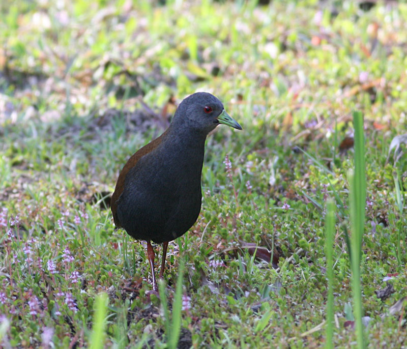 Black-tailed Crake