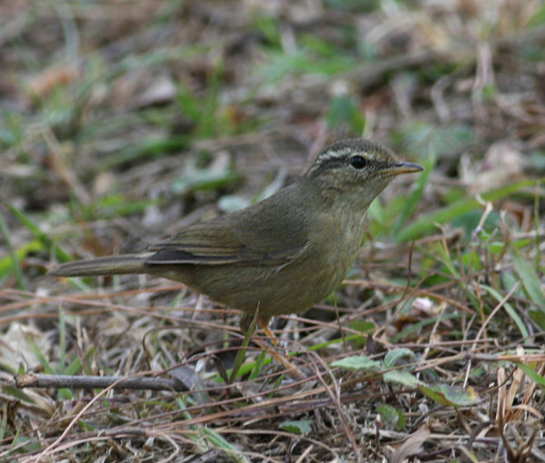 Yellow-streaked Warbler