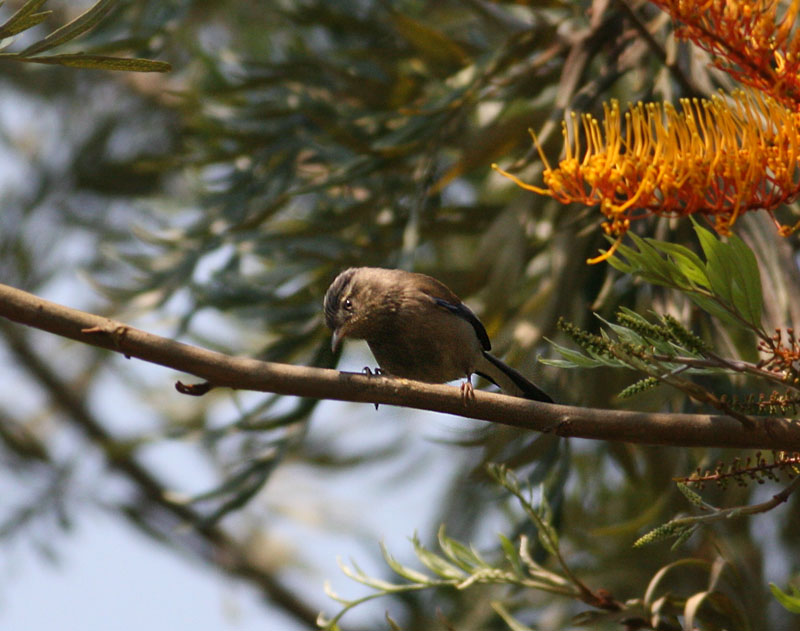 Blue-winged Minla