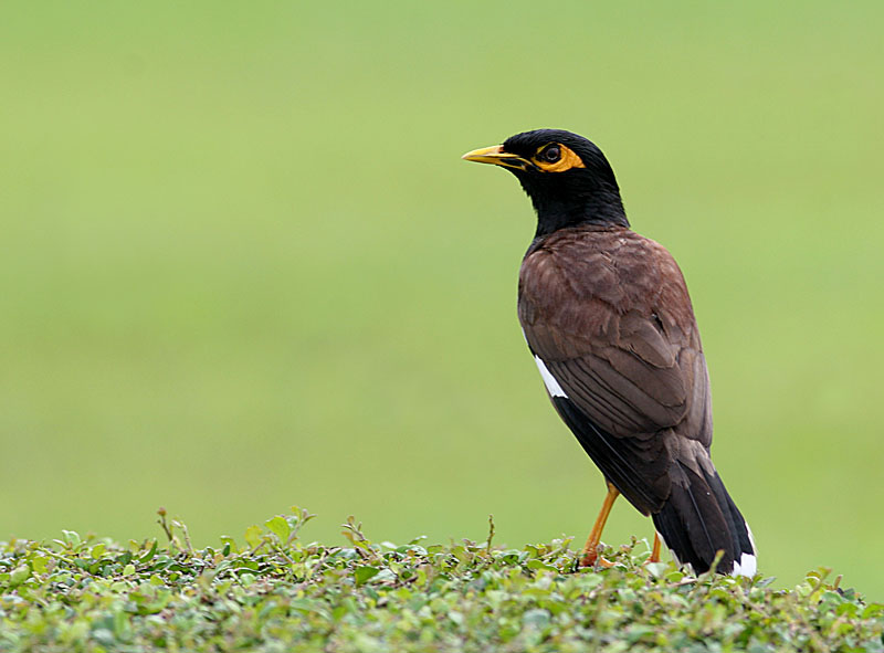 Common Myna