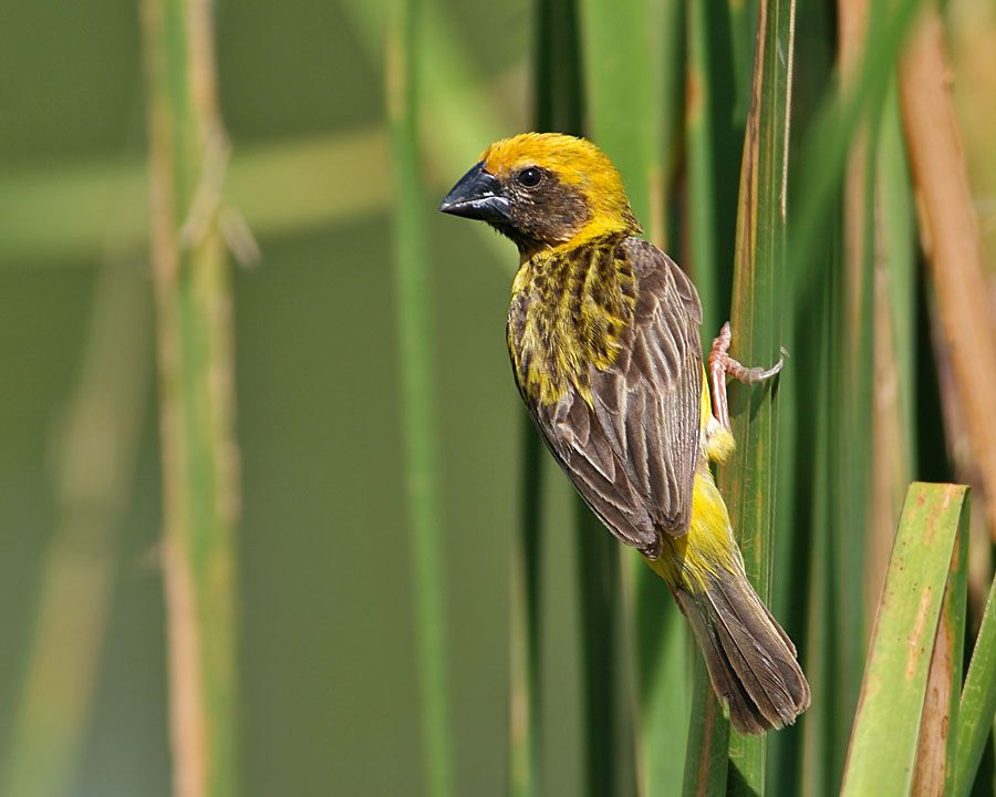 Asian Golden Weaver