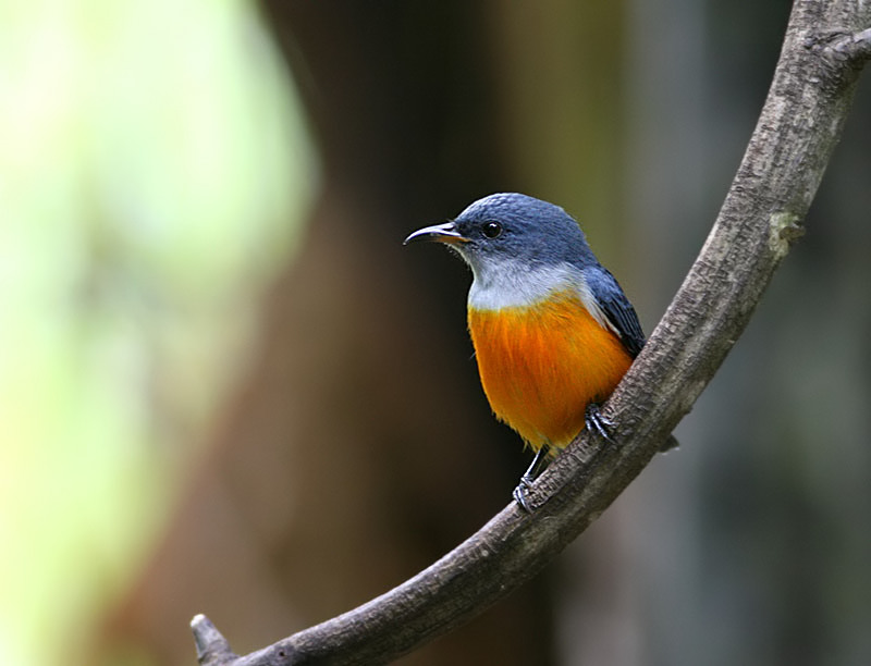 Orange-bellied Flowerpecker