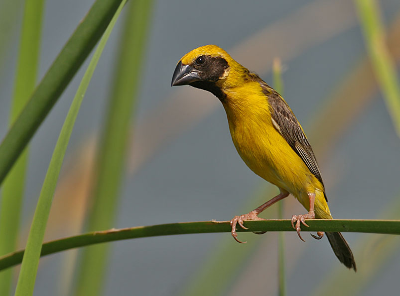 Asian Golden Weaver