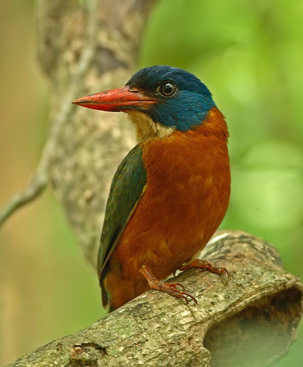 Green-backed Kingfisher (no flash)