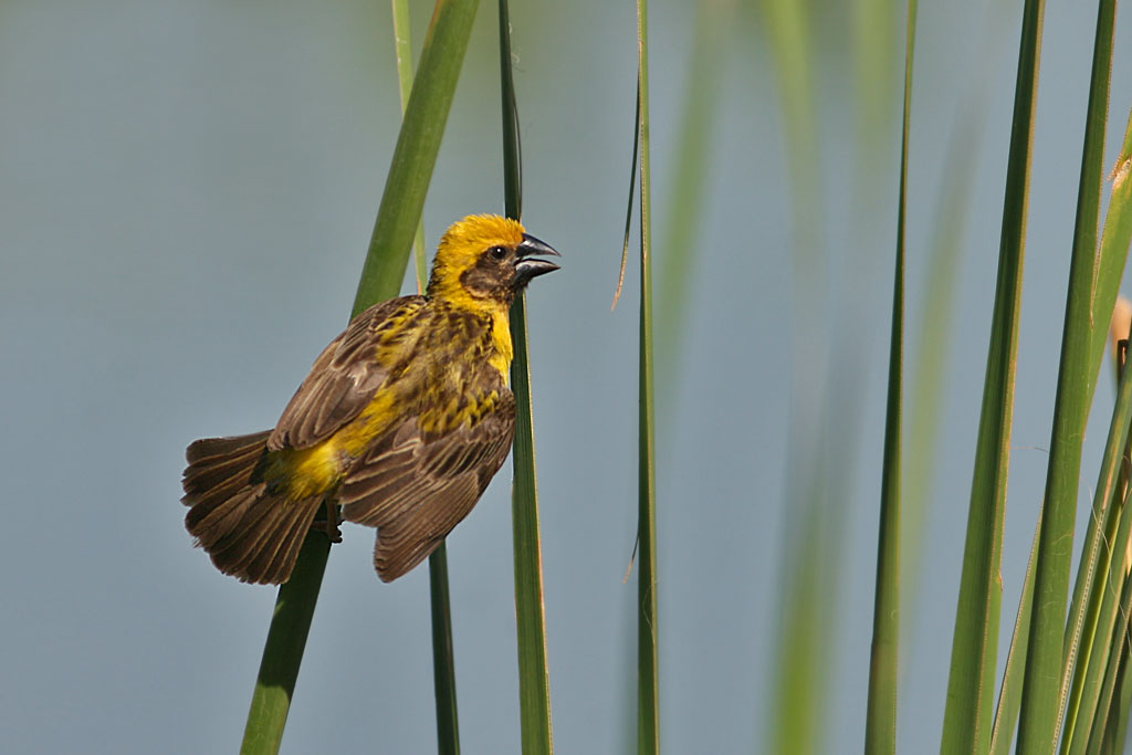 Asian Golden Weaver