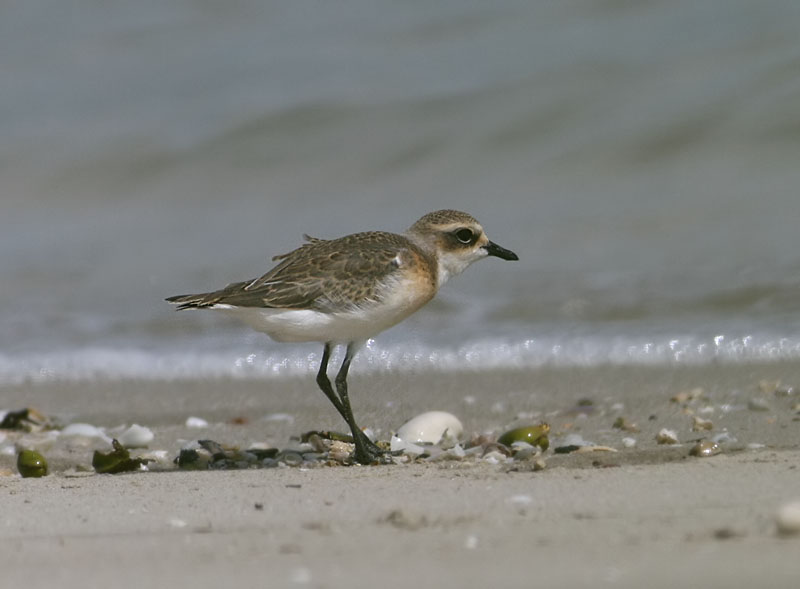 Greater Sand Plover, juvenile