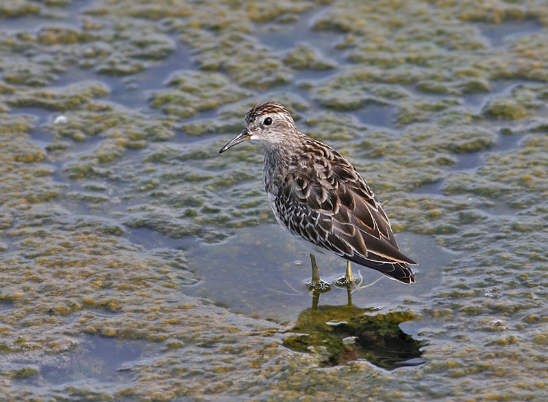 Long-toed Stint