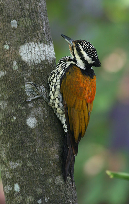 Common Flameback