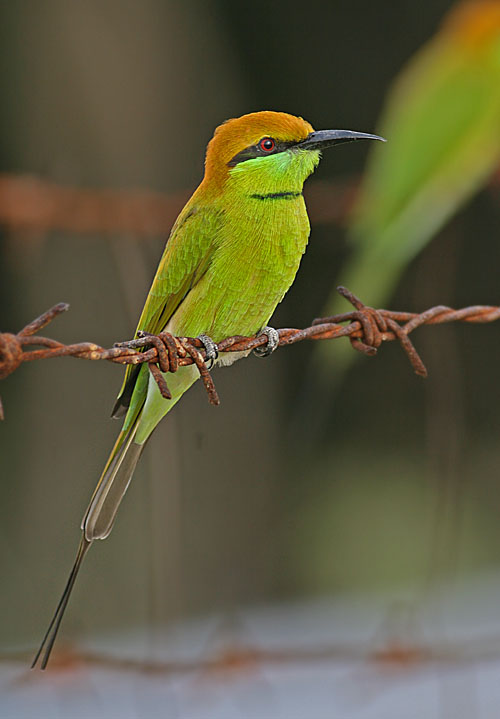 Green Bee-eater