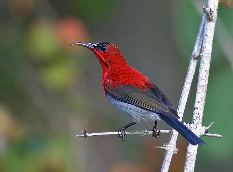 Crimson Sunbird