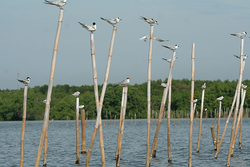 River Tern