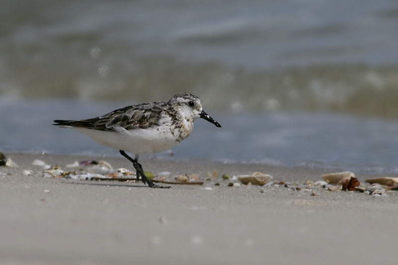 Sanderling