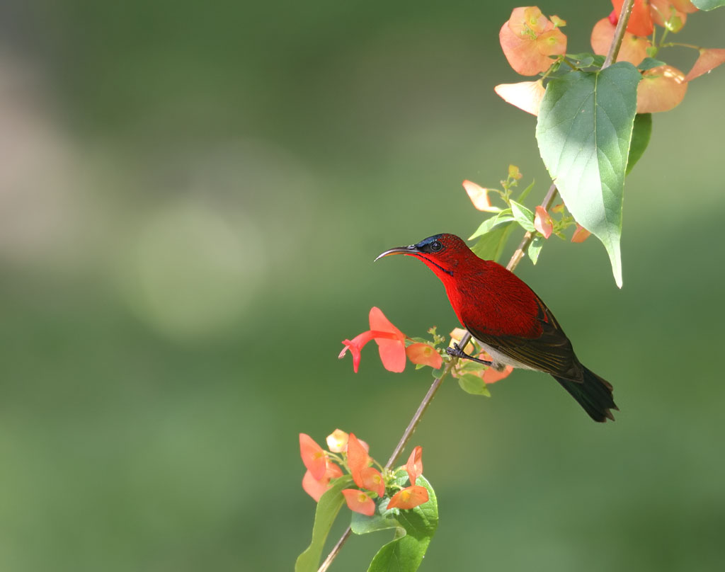 Crimson Sunbird