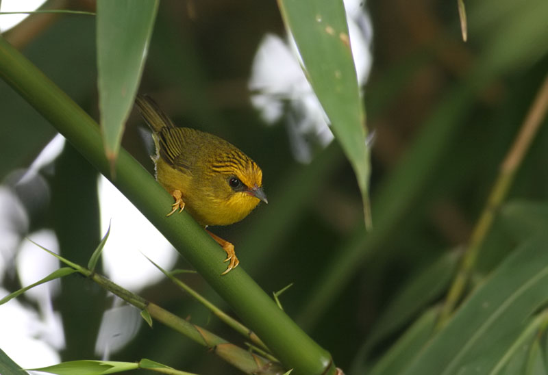 Golden Babbler