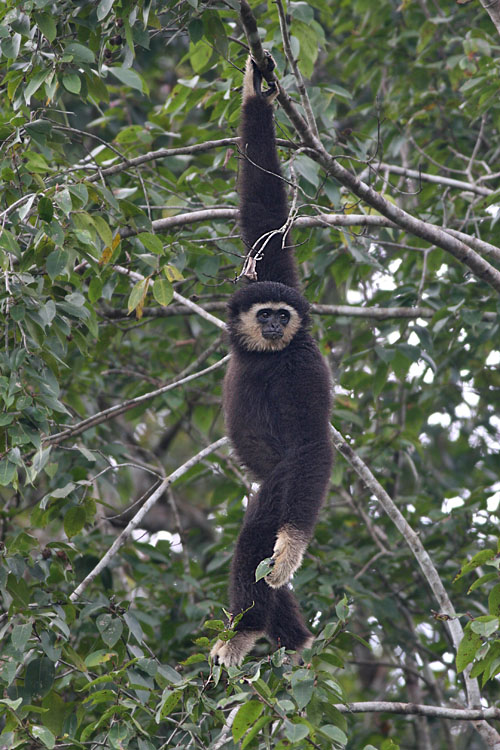 White-handed Gibbon, dark morph