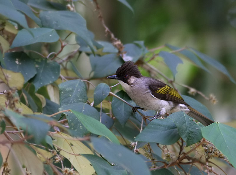 Ashy Bulbul