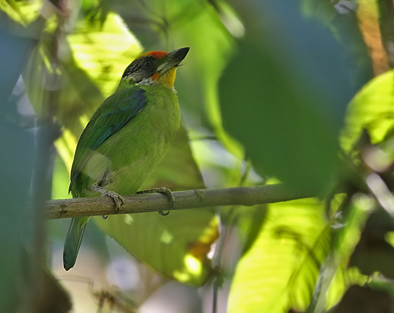 Gold-throated Barbet