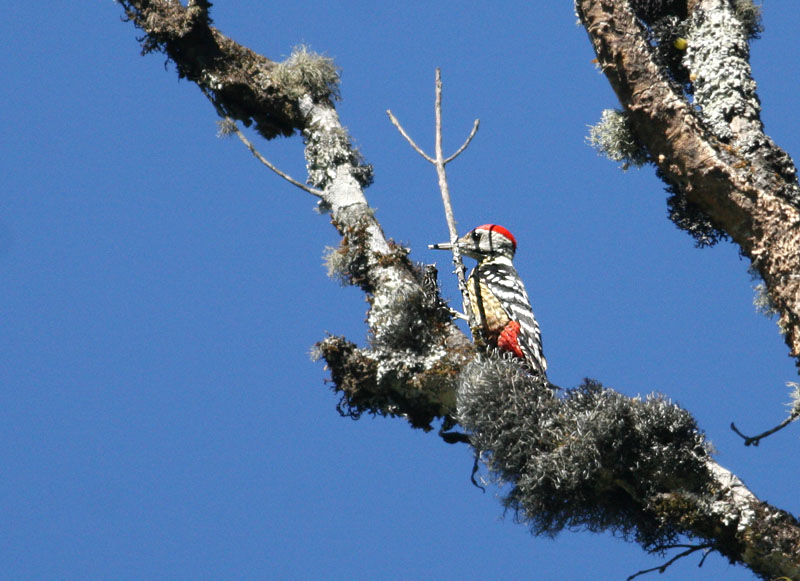 Stripe-breasted Woodpecker