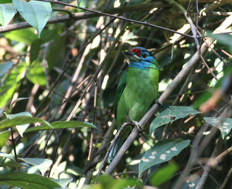 Blue-throated Barbet