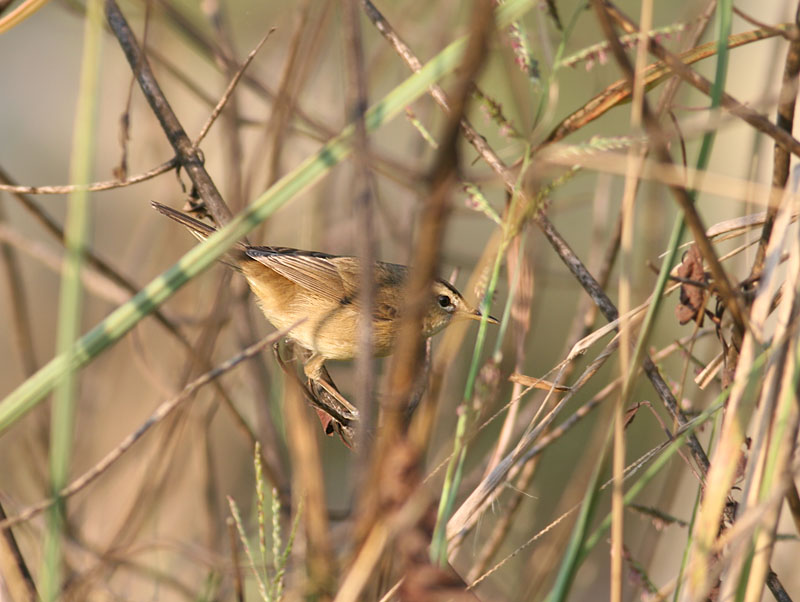 Black-browed Reed Warbler