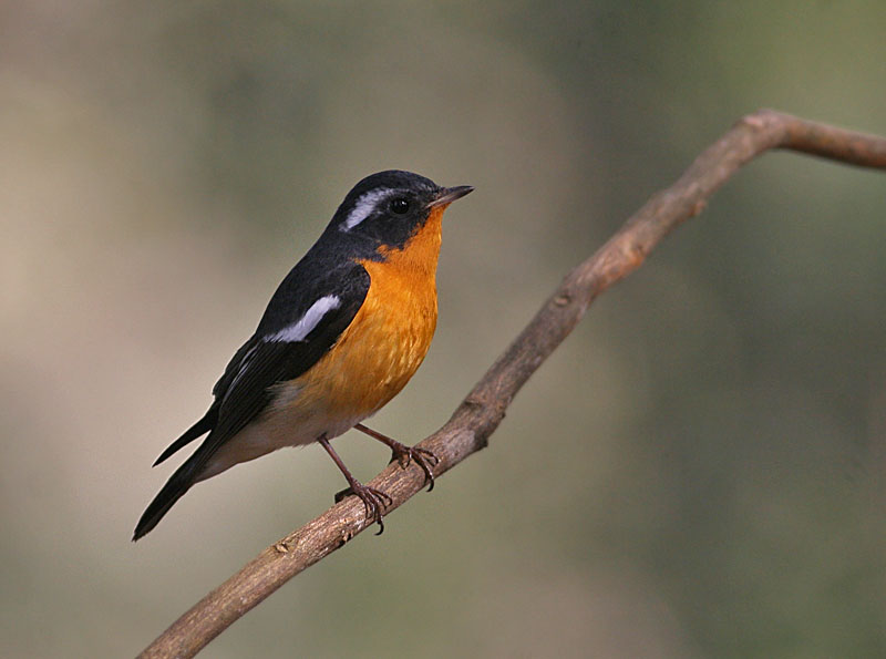 Mugimaki Flycatcher